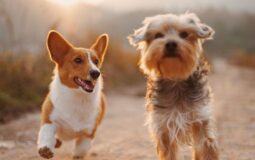 Understanding How Age and Breed Impact Pet Insurance Premiums