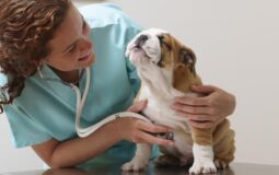 Exploring Veterinary Services Covered by Pet Insurance Policies