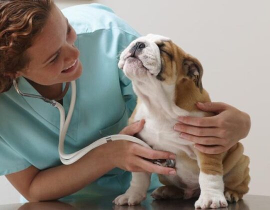 Exploring Veterinary Services Covered by Pet Insurance Policies