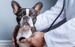 Demystifying the Reimbursement Process for Pet Insurance Claims