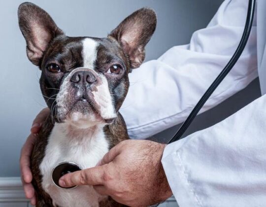 Demystifying the Reimbursement Process for Pet Insurance Claims