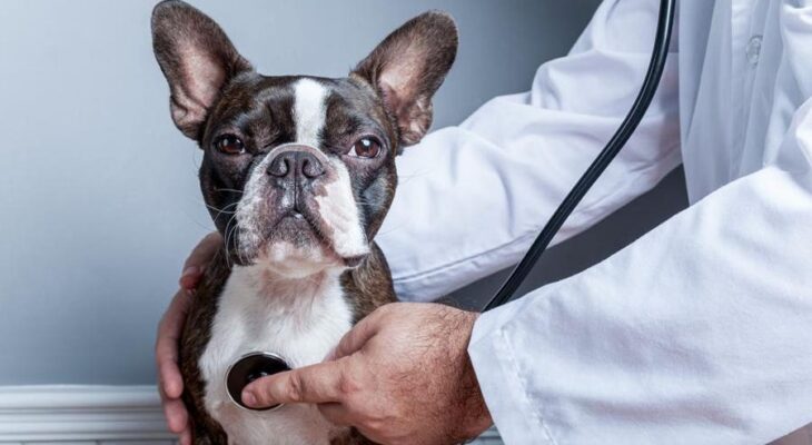 Demystifying the Reimbursement Process for Pet Insurance Claims