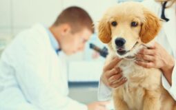 Exploring the Variability of Coverage Levels in Pet Insurance Policies