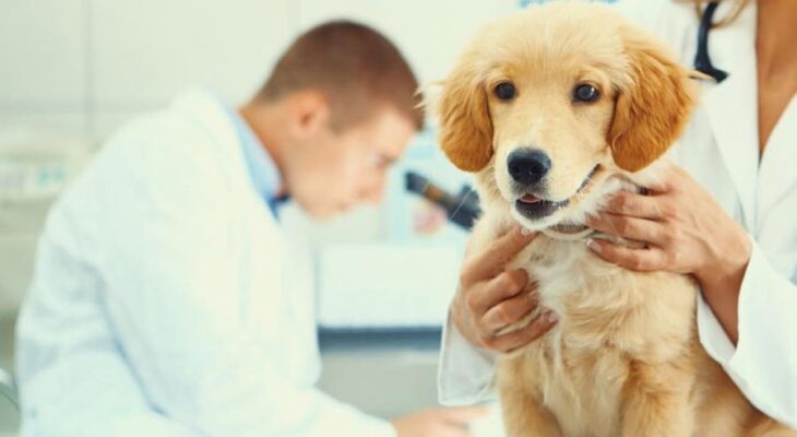 Exploring the Variability of Coverage Levels in Pet Insurance Policies