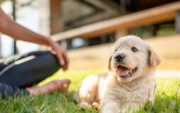 Understanding Pet Insurance Coverage: Eligible Pets and Coverage Options