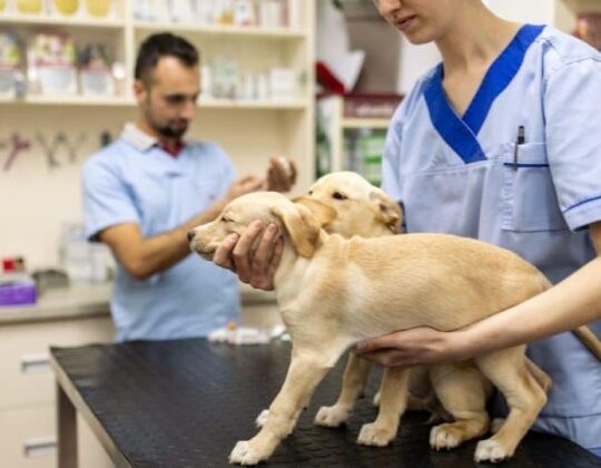 Navigating Veterinarian Choice with Pet Insurance: Understanding Network Restrictions