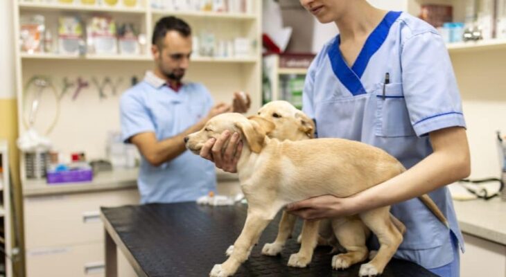 Navigating Veterinarian Choice with Pet Insurance: Understanding Network Restrictions