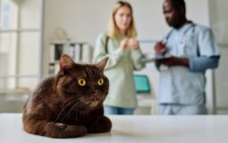 Understanding Waiting Periods in Pet Insurance: What Pet Owners Need to Know