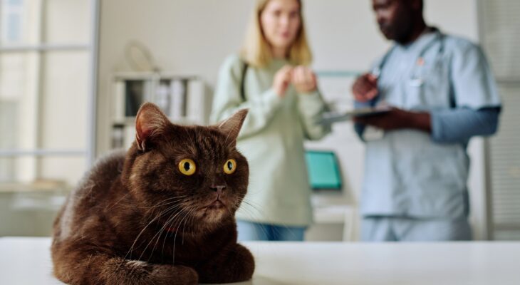 Understanding Waiting Periods in Pet Insurance: What Pet Owners Need to Know