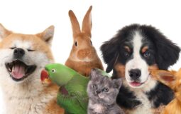 Exploring Multi-Pet Discounts in Pet Insurance Policies