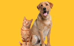 Understanding Pre-existing Conditions in Pet Insurance: Coverage Limitations and Definitions